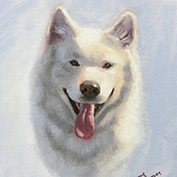 Portrait Of A White Husky